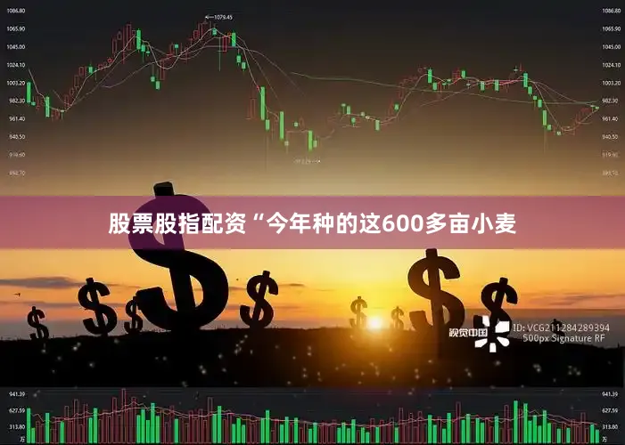 股票股指配资“今年种的这600多亩小麦